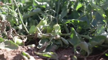 Olgunlaşmamış yeşil Roman domatesleri, bir sebze bahçesindeki yemyeşil yapraklarla çevrili bir sarmaşıkta yetişiyor. Güneş ışığı yaprakların arasından süzülüp organik tarım ortamındaki taze ürünlerin altını çiziyor..