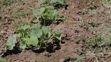 Güneşli bir alanda yeni tarımsal başlangıçları temsil eden bir dizi yavru fide yetişiyor. Toprak ve yeşillik, erken dönem tarım aşamalarını gösteren canlı bir zıtlık yaratır..