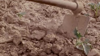 Kuru toprakta ilerleyen, toz ve kiri tekmeleyen bir küreğin yakın çekimi. Bölgeyi çevreleyen küçük santraller tarımı, tarımı ve tarımı ön plana çıkarıyor ve toprağı tarıma hazırlıyor..