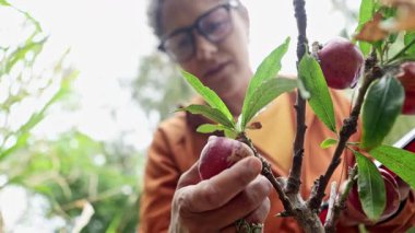 Yaz boyunca meyve bahçesindeki meyve ağacından taze elma toplayan bir kadın sağlıklı yaşam için organik meyve ekimine odaklanıyor..