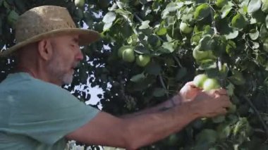 Hasır şapka takan bir çiftçi, güneşli bir meyve bahçesindeki yemyeşil bir ağaçtan olgun armutları topluyor. Sahne tarımsal bir ortamda hasat anını yakalıyor..