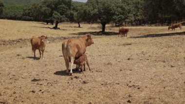 Anne inek, diğer sığır ve meşe ağaçlarıyla çevrili kuru bir çayırda yavrusunu emziriyor. Kırsal alan, altın tarlalar ve otlayan hayvanlar huzurlu bir çiftlik ortamı yaratıyor..
