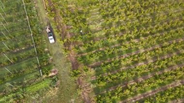 Düzenli sıraları olan canlı bir meyve bahçesinin havadan görünüşü. Aktif çiftçiliği gösteren bir traktör ve araç görülüyor. Yeşillik tarım alanını çevreledi.