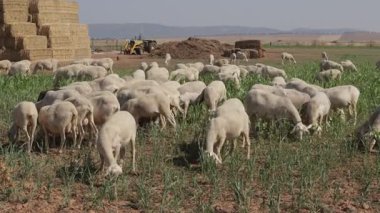 Koyun sürüsü yaz güneşinin altında samanlıkların yanında otlar ve İspanya 'nın Castilla-La Mancha kentindeki bir traktör kırsal çiftlik yaşamını gözler önüne serer..