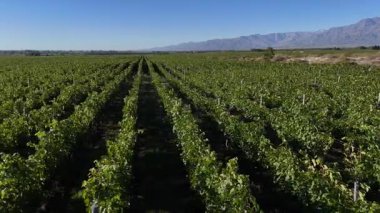 Arjantin üzüm bağları boyunca uzanan yemyeşil üzüm bağları uzak dağlarla çerçevelenmiş berrak mavi bir gökyüzünün altında ülkenin zengin şarap yapma mirasını gözler önüne seriyor..