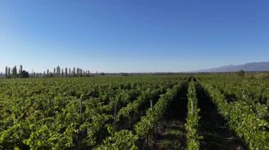 Arjantin 'de açık mavi gökyüzünün altında büyük bir üzüm bağı. Uzak dağlar ve uzun ağaçlarla çerçevelenmiş yemyeşil üzüm bağları, şarap ülkesinin güzelliğini gözler önüne seriyor..