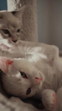 İki kedi kapalı bir ortamda birbirine yakın yatıyor. Birinin mavi gözlü beyaz bir önlüğü, diğerinin ise hafif bir tekir deseni var. Yumuşak ışıklandırma onların rahat ifadelerini geliştirir..