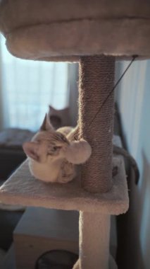 Neşeli bir kedi kedi kedi kulesinde asılı bir oyuncakla güneşlenerek uzanıyor ve oynuyor. Samimi, evcil ortam kedinin şakacı doğasının altını çiziyor..