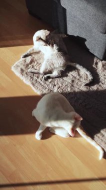 İki kedi yumuşak bir halıda sıcak bir güneş lekesi sever. Bir kedi sırtüstü uzanırken diğeri kendini tımar ediyor. Doğal ışık ve konforlu ortam huzurlu ve rahat bir atmosfer yaratır..