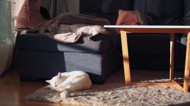 İki kedi, güneşli bir odada rahat bir öğleden sonra uykusunun tadını çıkarıyor. Bir kedi kanepede uzanırken, diğeri yumuşak mobilyalar ve yumuşak ışıklarla çevrili bir halının üzerinde dinleniyor..