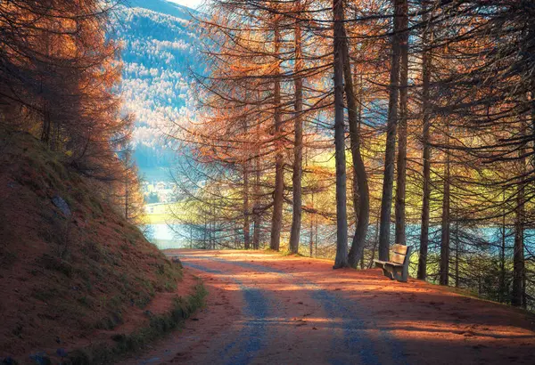 Altın sonbaharda gün batımında Turuncu Orman 'da dağ yolu. Dolomitler, İtalya. Güzel kırsal yol, sonbaharda dağlarda kırmızı yapraklı ağaçlar. Ormanda boş kıvrımlı bir yol manzarası