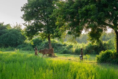 Yeşil tarlada çalışan iki Hintli kadının bir ineği güderkenki tam boy fotoğrafı.