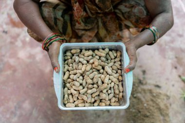 Üst manzara, tarlada fıstık toplayan plastik sepeti tutan Hintli bir kadının elleri.