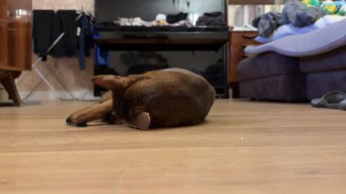 Habeş kedisinin, bir evin içindeki ahşap zeminde ihtiyatlı bir şekilde hareket ettiği, merakı ve zarafeti somutlaştıran çekici bir sahne..