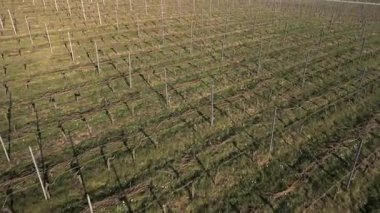 Drone görüntüleri İsviçre 'nin kırsal kesimlerindeki üzüm bağlarını gösteriyor. Sarmaşıkların geometrik desenleri doğal manzaraya karşı çarpıcı bir görüntü oluşturur..