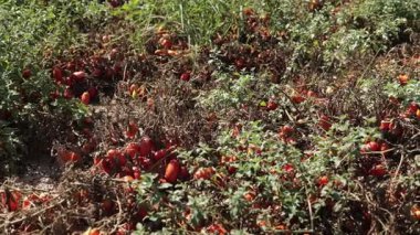 Büyük bir tarım alanında asmanın üzerinde düzinelerce armut domatesinin olgunlaştığı görülüyor. Güneş ışığı konserve için toplanmadan önceki doğal büyüme safhasını gösteriyor..