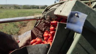Bir tarlada çalışan domates biçme makinesinin yakın plan görüntüsü, mekanik sistemde işlenmek ve konservelenmek için toplanan taze armut domateslerini gösteriyor