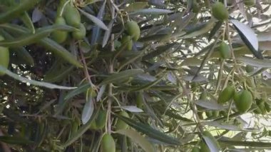 Castilla-La Mancha, Toledo, İspanya 'nın güneşli bölgesinde hasat için hazırlanan yeşil zeytinlerin yakın çekim görüntüsü zeytinlerin doğal güzelliğini ve tarımsal önemini gözler önüne seriyor..