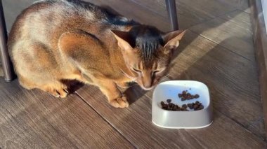 Bir Habeş kedisi güneşli bir evin içine yerleştirilmiş beyaz bir kaseden yemek yer, yumuşak doğal ışığı ve kedinin parlak, kahverengi paltosunu yakalar..