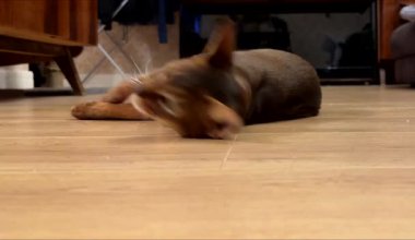 Bir Habeş kedisi, ahşap bir zeminde rahat bir şekilde yatar ve rahat bir yuva ortamında tipik eğlenceli ve tuhaf davranışlar sergiler..