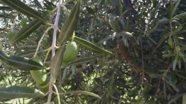 Olgun yeşil zeytinler dallara yapışmış, İspanya, Toledo, Castilla-La Mancha 'da hasat için hazırlar. Gerçek zamanlı video, güneşli bir korulukta zeytin dallarının nazik salınımını yakalıyor..