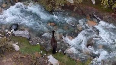 İnsansız hava aracı, Andean 'ın çarpıcı manzarasının ortasındaki derenin hızlı akan, kayalık sularında yol alan yalnız bir atı yakalar..