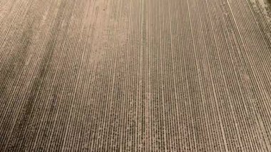 İsviçre kırsalındaki geniş üzüm bağları doğal güzelliği ve tarım zenginliğini vurguluyor. Kırsal temalar için mükemmel tasvir.
