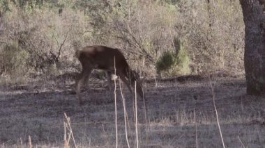 Kızıl bir geyik, Castilla-La Mancha 'nın sakin ormanlarındaki doğal davranışlarını gösteren gerçek zamanlı videoda yakalanan bitki örtüsüyle beslenir..