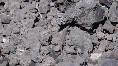 İspanya, La Palma 'daki volkanik kayalara ustalıkla karışan bir kertenkele. Engebeli arazi ve güneş ışığı bu canlı manzaradaki doğal kamuflajını vurguluyor..