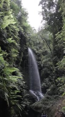 İspanya, La Palma 'da yemyeşil yemliklerle çevrili kayalık bir uçurumdan dökülen çarpıcı bir şelale keşfedin. Doğal sakin bir sahne doğa ve seyahat meraklıları için mükemmeldir..