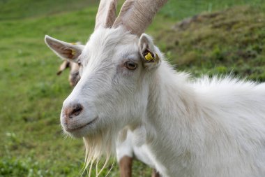 Bir çiftlikte birbirine sokulmuş yakalı ve zilli iki keçi.