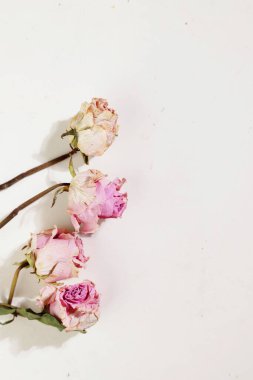 Işıklı arka planda güzel güller, yakın plan.