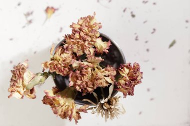 Beyaz arka planda vazoda kurumuş karanfillerin tepeden tırnağa görüntüsü yapraklar solmuş ve dağılmış, çürüme, zaman ve solmuş güzelliğin temaları yayılmış.