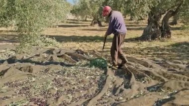 Zeytinlikte çalışan bir adam, parlak güneşin altında taze zeytinleri bir tırmıkla topluyor. Büyük, eğri büğrü zeytin ağaçları, düşmüş zeytinleri toplamak için bir ağ ile çevrili araziyi doldurur..