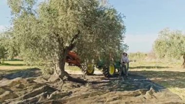 İşçiler, güneşli bir günde zeytinlikleri verimli bir şekilde toplamak için bir zeytin koruluğunda makineyle çalışan traktörlere gösteriliyor. Sahne mekanik hasat makinesinin hareketini ve tarım sürecinin gerçek zamanlı aktivitesini yakalıyor..