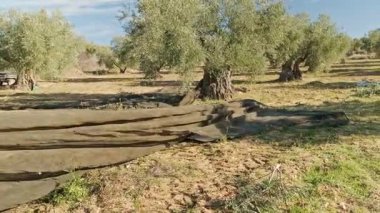 Erkek bir çiftçi, güneşli bir Akdeniz korusunda hasat mevsiminde ağ kullanarak zeytin topluyor. Olgun zeytin ağaçları ve desenli toprak sakin bir tarım manzarası yaratır..