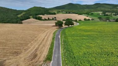 Altın tarlaları ve yemyeşil alanları bölen dolambaçlı bir yolun havadan görünüşü, İtalya 'nın pitoresk Marche bölgesinde parçalı bulutlu bir gökyüzünün altında kayan tepelere karşı kurulmuş.