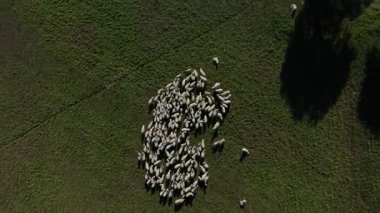 İtalya 'nın güzel Marche bölgesinde yemyeşil bir alanda otlayan sık bir koyun sürüsünün havadan görünüşü. Ağaçların gölgeleri dingin manzaraya derinlik katar.
