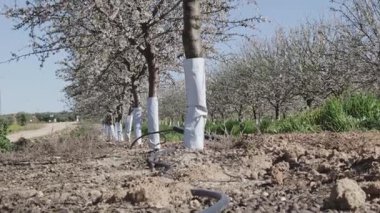 Toledo 'da çiçek açan badem ağaçları ve ot ilaçlarına karşı korunmak için tasarlanmış beyaz bagaj koruyucuları. Ağaçlar, modern yoğun tarım uygulamalarını gösteren düzenli sıralar halinde dizilmiştir..