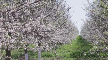 Badem ağaçlarının simetrisi Toledo 'da beyaz bagaj koruyucularıyla çiçek açıyor. Otçul ilaçlara karşı korunmak için tasarlanmış. Ağaçlar, modern yoğun tarım uygulamalarını gösteren düzenli sıralar halinde dizilmiştir..