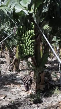 yeşil yapraklı organik muz ağacı