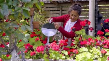 Kendini işine adamış bir kadın günlük bahçıvanlık rutinini uyguluyor, yemyeşil bahçesinde canlı kırmızı çiçekleri suluyor, büyümesini teşvik ediyor ve çevreyi besliyor.