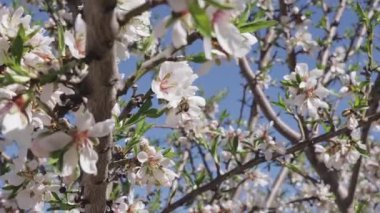 İspanya 'nın Toledo şehrinde bir ağacın üzerinde bir arının, bir badem çiçeğini döllediği yakın plan görüntüsü. Yumuşak güneş ışığı ve mavi gökyüzü canlı bir ilkbahar tarım manzarası yaratır.