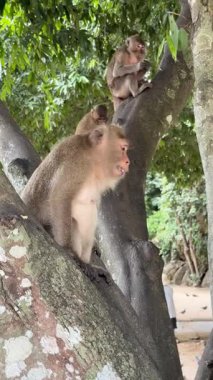 Üç maymun bir ağacın dallarına tünemiş meyve yiyorlar ve ilginç bir şekilde çevrelerine bakıyorlar, doğadaki vahşi hayatın özünü yakalıyorlar.