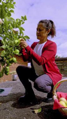 Güneşli bir günde bir kadın bahçesindeki bir ağaçtan dikkatlice yeşil meyve topluyor. Onun yanında, bir sepet elma sürdürülebilir bir yaşam ve doğa ile bağlantı anını yakalar.
