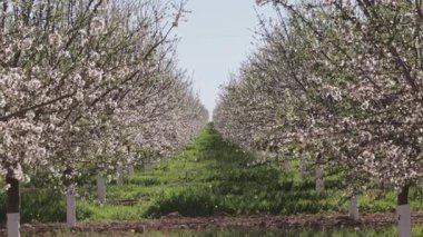 Badem ağaçlarının simetrisi Toledo 'da beyaz bagaj koruyucularıyla çiçek açıyor. Otçul ilaçlara karşı korunmak için tasarlanmış. Ağaçlar, modern yoğun tarım uygulamalarını gösteren düzenli sıralar halinde dizilmiştir..