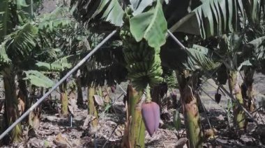 Çiftlikteki çiğ muz ağaçları, kapatın.