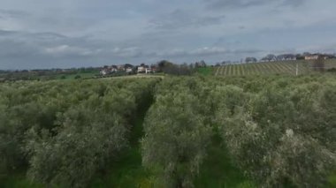 İtalyan kırsalındaki yemyeşil zeytinlikler üzerinde alçak irtifa sıralaması, düzenli sıra ağaçlar, yeşil tarım alanları, tepe evleri ve parçalı bulutlu bir gökyüzü altında manzaralı manzaralar.