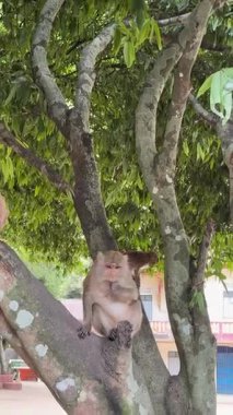 Bir maymun, açık havada yemyeşil yapraklarla çevrili bir çerez yerken bir ağaç dalına oturur. Bu huzurlu sahne vahşi hayatın özünü yakalıyor.