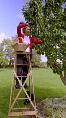 Bir kadın yemyeşil bir bahçede, bir merdivenin üzerinde duruyor, ağaçtan meyve toplamaya çalışıyor. Bir hasır sepet tutuyorlar, günlük hasat rutinlerinin özünü yakalıyorlar.